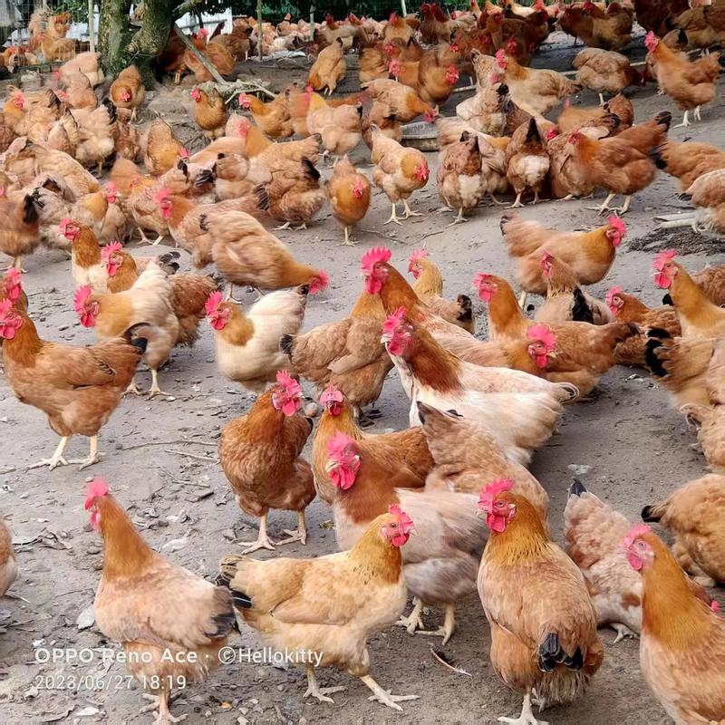 广东最好的养殖蛋鸡品种-第1张图片-宁夏农业信息网