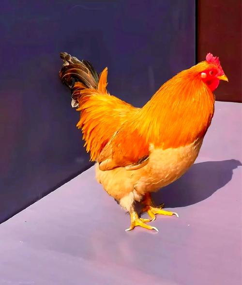 广东最好的养殖蛋鸡品种-第2张图片-宁夏农业信息网