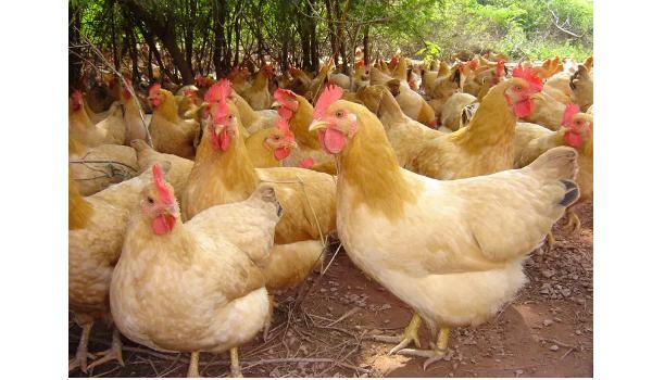 广东最好的养殖蛋鸡品种-第3张图片-宁夏农业信息网