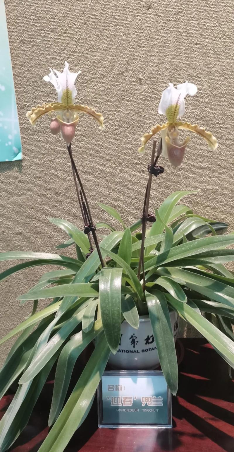 广州适合种哪些兰花品种？-第1张图片-宁夏农业信息网