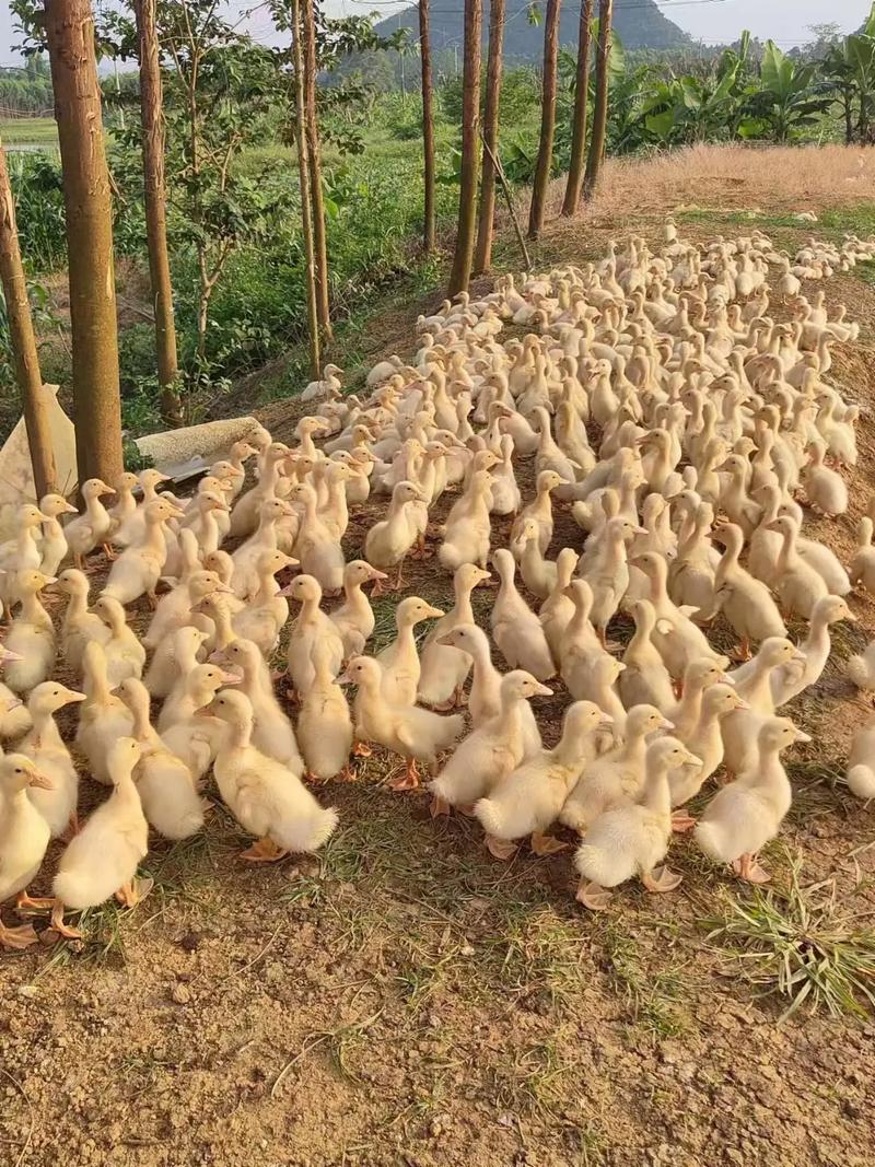 南方多雨喂什么品种鸭苗-第1张图片-宁夏农业信息网 南方多雨喂什么品种鸭苗-第1张图片-宁夏农业信息网