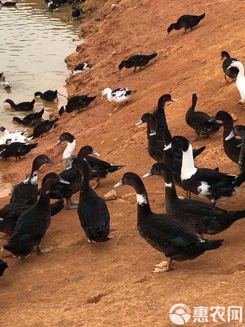 南方多雨喂什么品种鸭苗-第2张图片-宁夏农业信息网