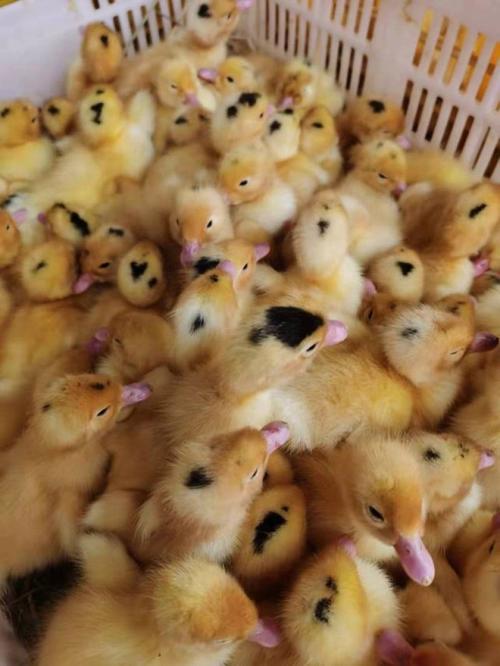 南方多雨喂什么品种鸭苗-第3张图片-宁夏农业信息网 南方多雨喂什么品种鸭苗-第3张图片-宁夏农业信息网