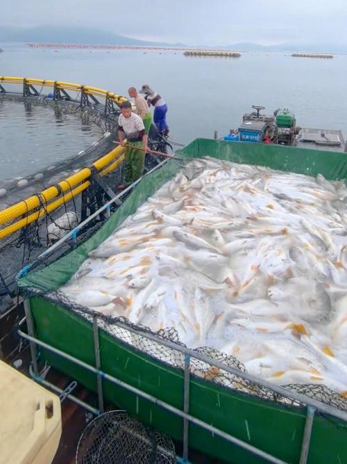 泉州水产主要养殖什么？-第1张图片-宁夏农业信息网