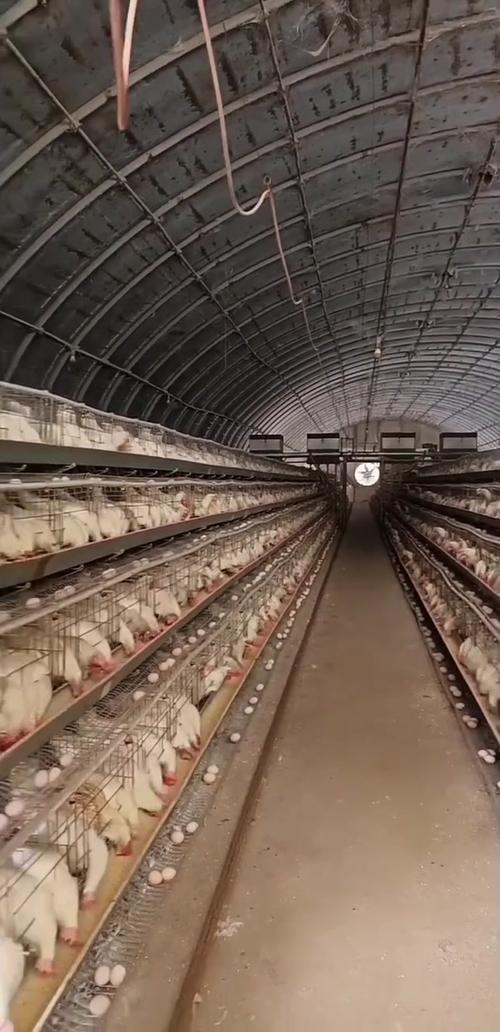 蛋鸡养殖方法有哪些？-第2张图片-宁夏农业信息网