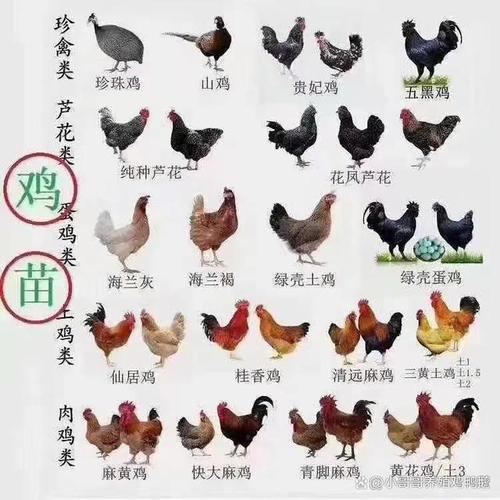 蛋鸡养殖方法有哪些？-第1张图片-宁夏农业信息网