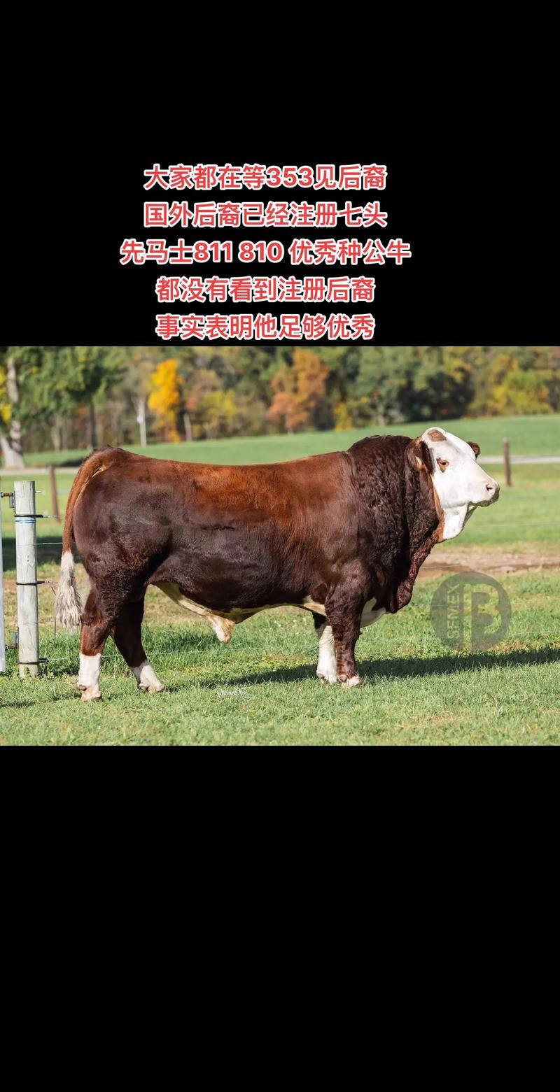 西门塔尔牛品种哪里最好？-第1张图片-宁夏农业信息网