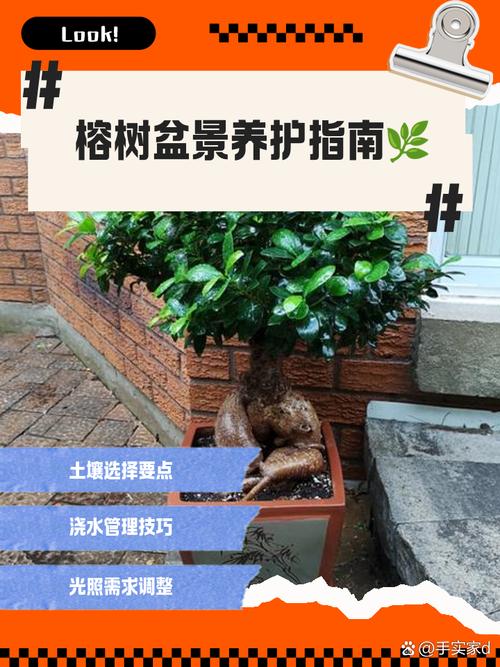 榕树盆栽如何养护才茂盛?-第1张图片-宁夏农业信息网 榕树盆栽如何养护才茂盛?-第1张图片-宁夏农业信息网