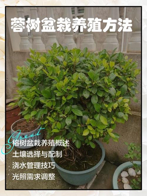 榕树盆栽如何养护才茂盛?-第3张图片-宁夏农业信息网 榕树盆栽如何养护才茂盛?-第3张图片-宁夏农业信息网