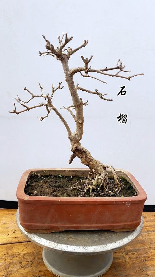 哪种石榴盆景品种最小巧？-第3张图片-宁夏农业信息网