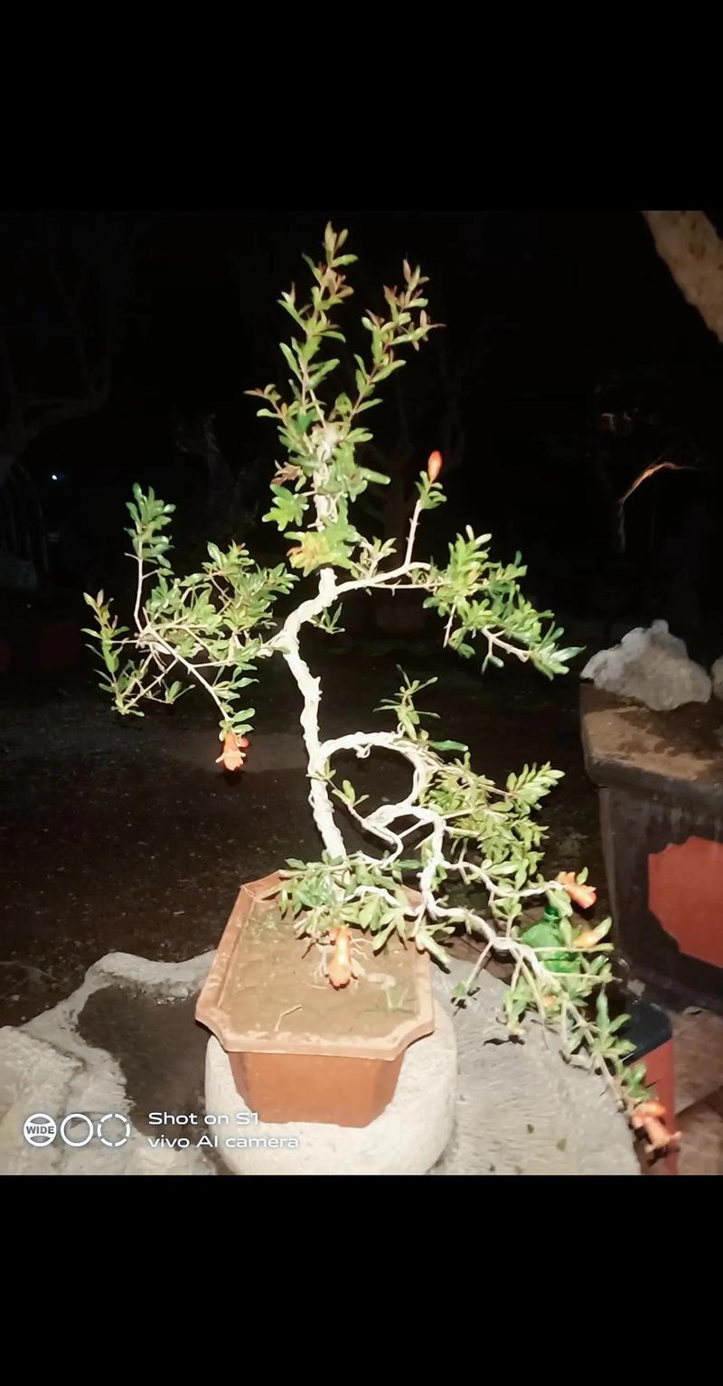 哪种石榴盆景品种最小巧？-第2张图片-宁夏农业信息网