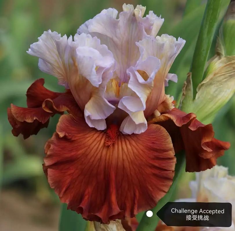 德国鸢尾为何易烂？品种问题还是养护不当？-第2张图片-宁夏农业信息网