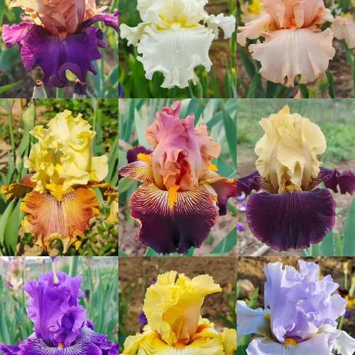 德国鸢尾为何易烂？品种问题还是养护不当？-第1张图片-宁夏农业信息网