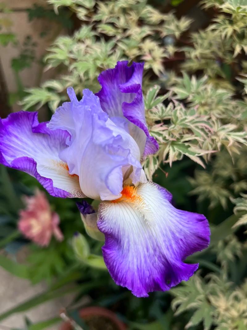 德国鸢尾为何易烂？品种问题还是养护不当？-第3张图片-宁夏农业信息网