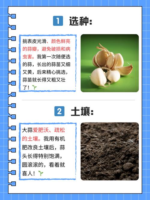 大蒜的使用方法怎么种植-第2张图片-宁夏农业信息网
