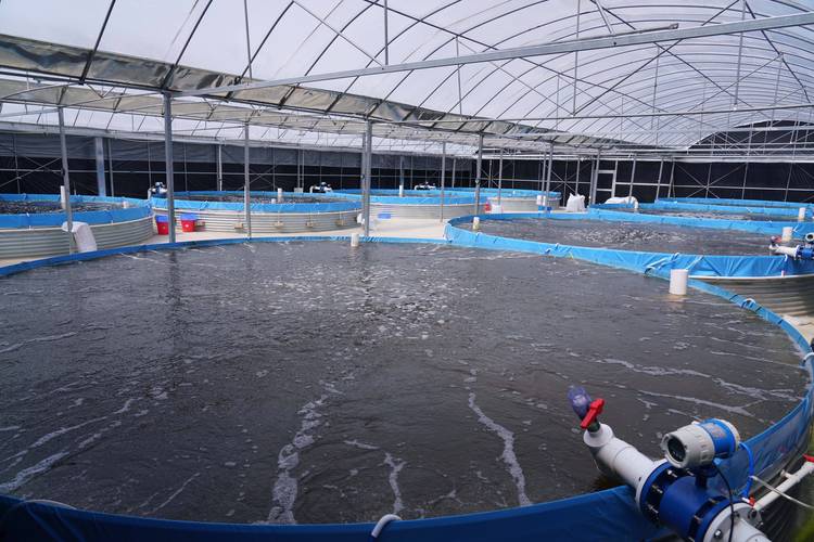 高原特色水产养殖如何突破瓶颈？-第1张图片-宁夏农业信息网