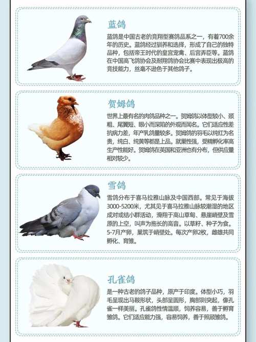 养殖鸽子的品种大全图片-第1张图片-宁夏农业信息网