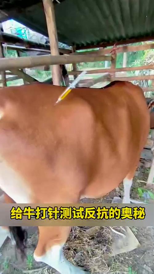 如何安全有效地让牛晕倒？-第1张图片-宁夏农业信息网