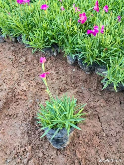 欧石竹的种植方法和时间-第1张图片-宁夏农业信息网