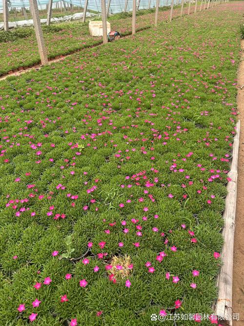 欧石竹的种植方法和时间-第2张图片-宁夏农业信息网