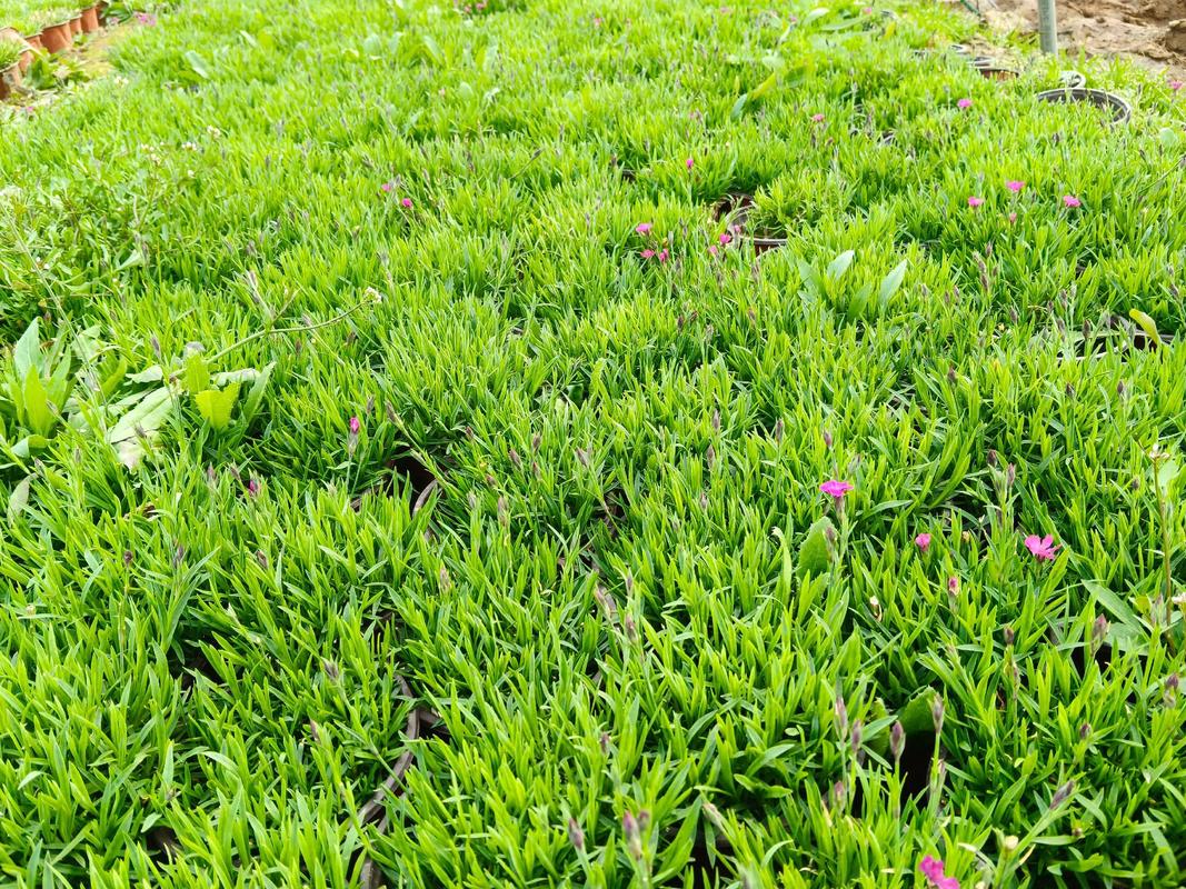 欧石竹的种植方法和时间-第3张图片-宁夏农业信息网