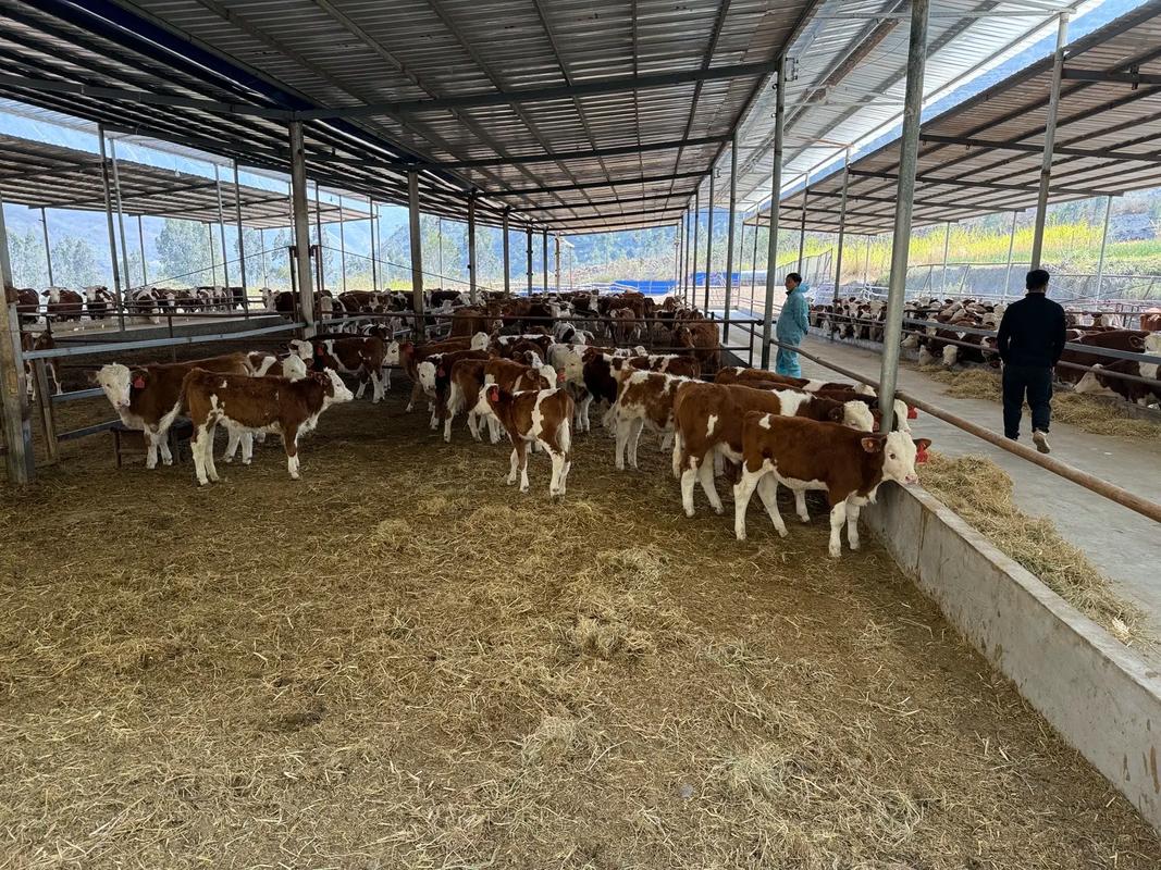 农场天地肉牛品种选什么养殖好？-第1张图片-宁夏农业信息网