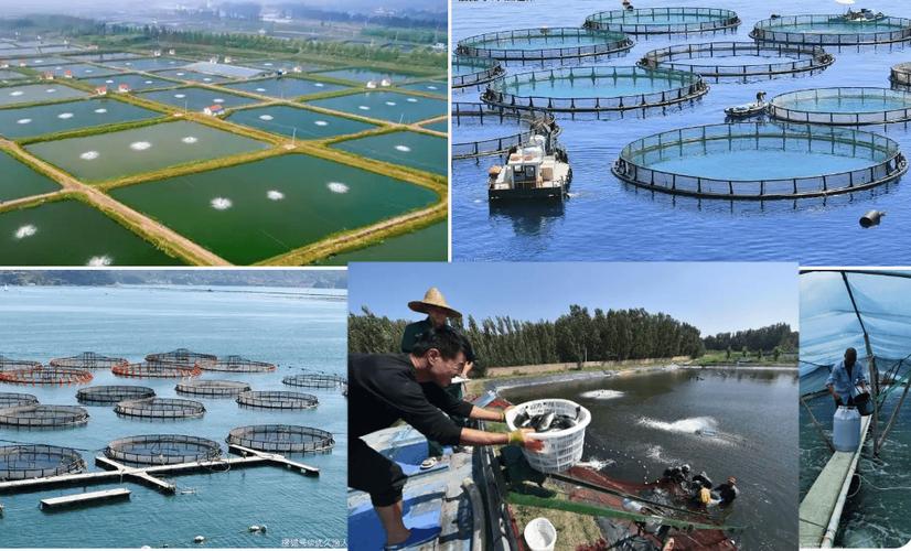 泉州水产养殖污染防治有何良策?-第1张图片-宁夏农业信息网 泉州水产养殖污染防治有何良策?-第1张图片-宁夏农业信息网