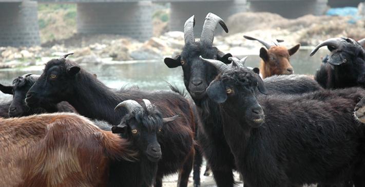 山东本地山羊有哪些品种？-第1张图片-宁夏农业信息网