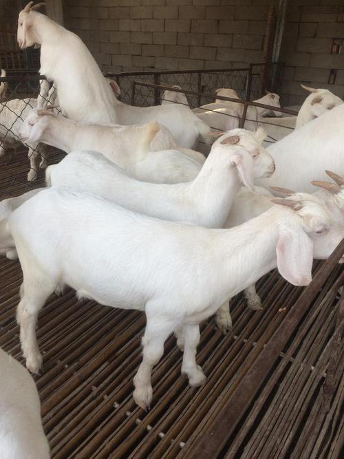 山东本地山羊有哪些品种？-第2张图片-宁夏农业信息网