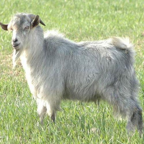 山东本地山羊有哪些品种？-第3张图片-宁夏农业信息网