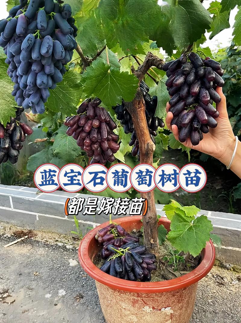 屋后种植什么品种的葡萄-第1张图片-宁夏农业信息网