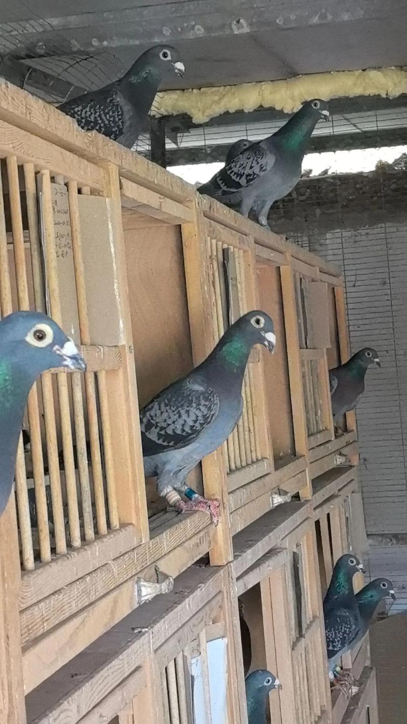 我国哪些肉鸽品种繁殖率高？-第1张图片-宁夏农业信息网