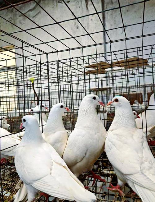 我国哪些肉鸽品种繁殖率高？-第2张图片-宁夏农业信息网