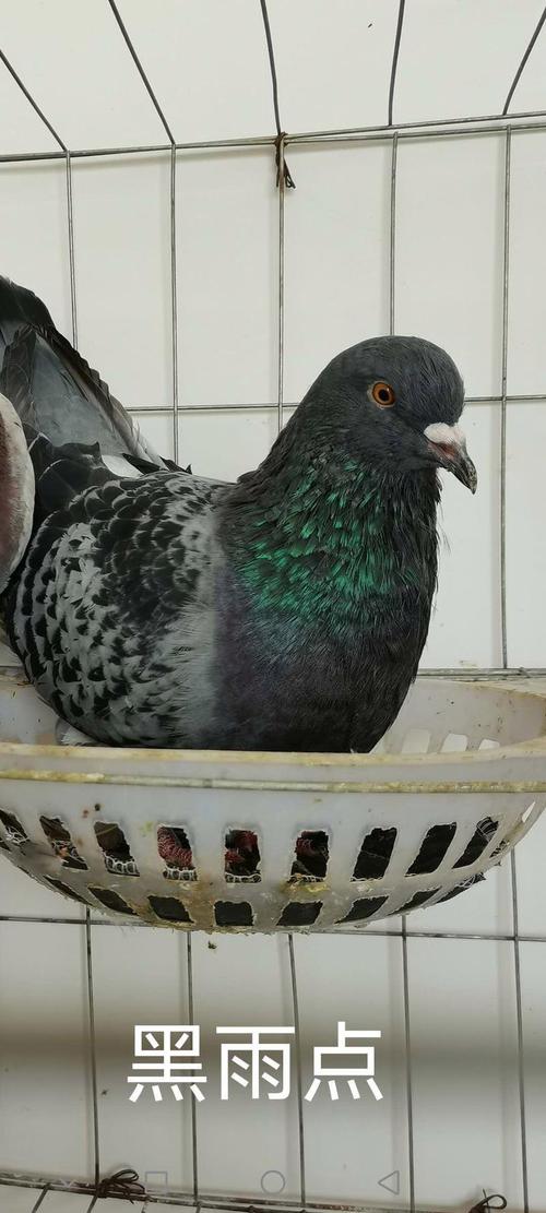 我国哪些肉鸽品种繁殖率高？-第3张图片-宁夏农业信息网