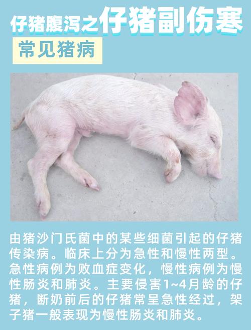 猪常见症状如何对症治疗？-第1张图片-宁夏农业信息网