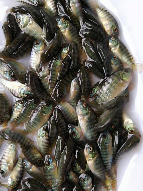 哪种罗非鱼鱼苗品种生长最快？-第1张图片-宁夏农业信息网