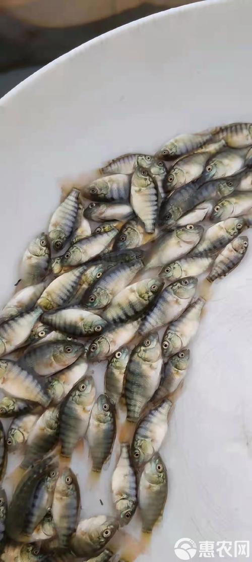 哪种罗非鱼鱼苗品种生长最快？-第3张图片-宁夏农业信息网