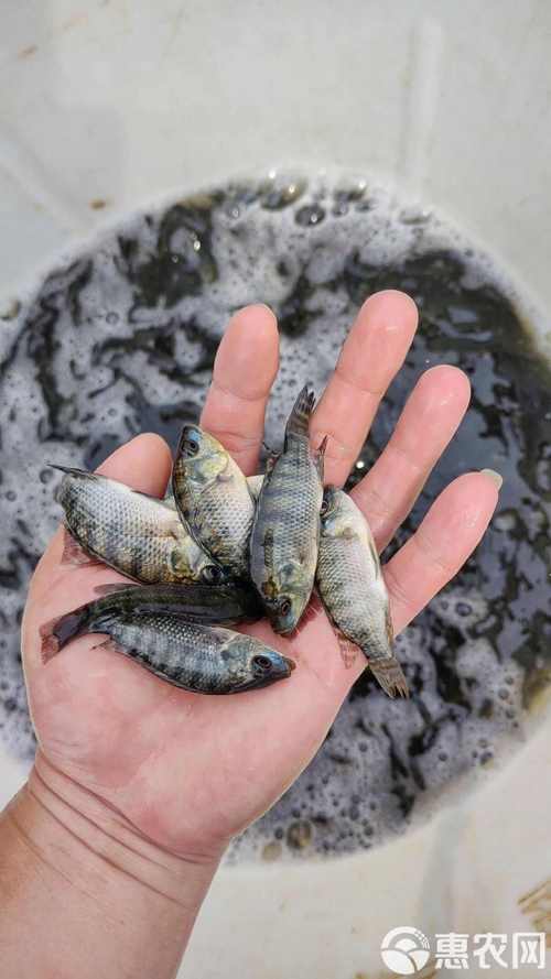 哪种罗非鱼鱼苗品种生长最快？-第2张图片-宁夏农业信息网