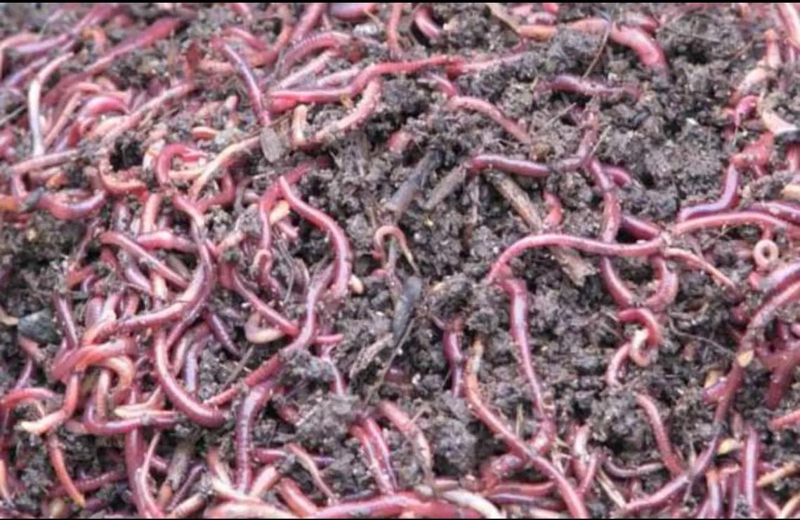蚯蚓养殖选什么品种好?-第2张图片-宁夏农业信息网 蚯蚓养殖选什么品种好?-第2张图片-宁夏农业信息网