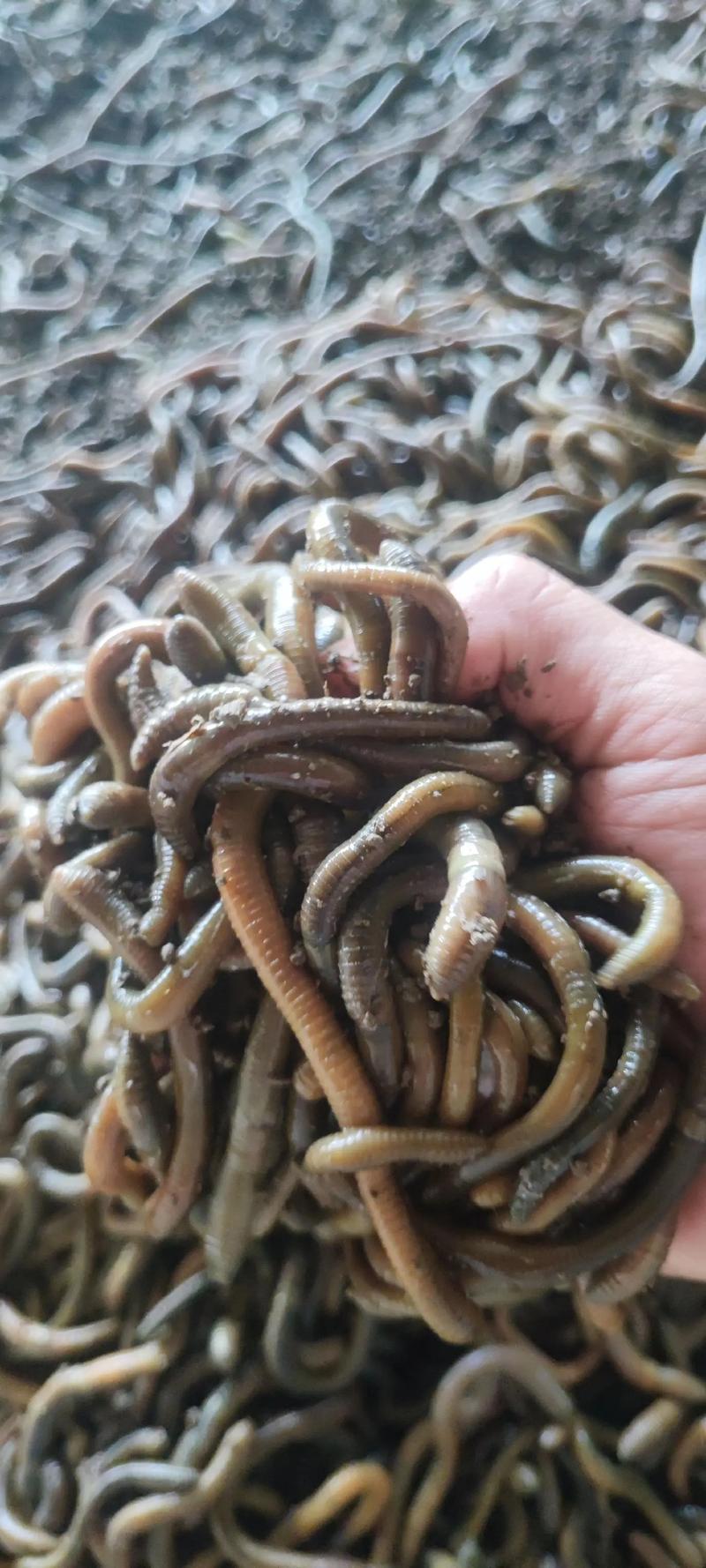 蚯蚓养殖选什么品种好?-第1张图片-宁夏农业信息网 蚯蚓养殖选什么品种好?-第1张图片-宁夏农业信息网