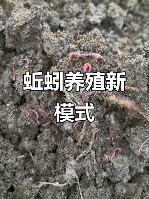 蚯蚓养殖选什么品种好?-第3张图片-宁夏农业信息网 蚯蚓养殖选什么品种好?-第3张图片-宁夏农业信息网