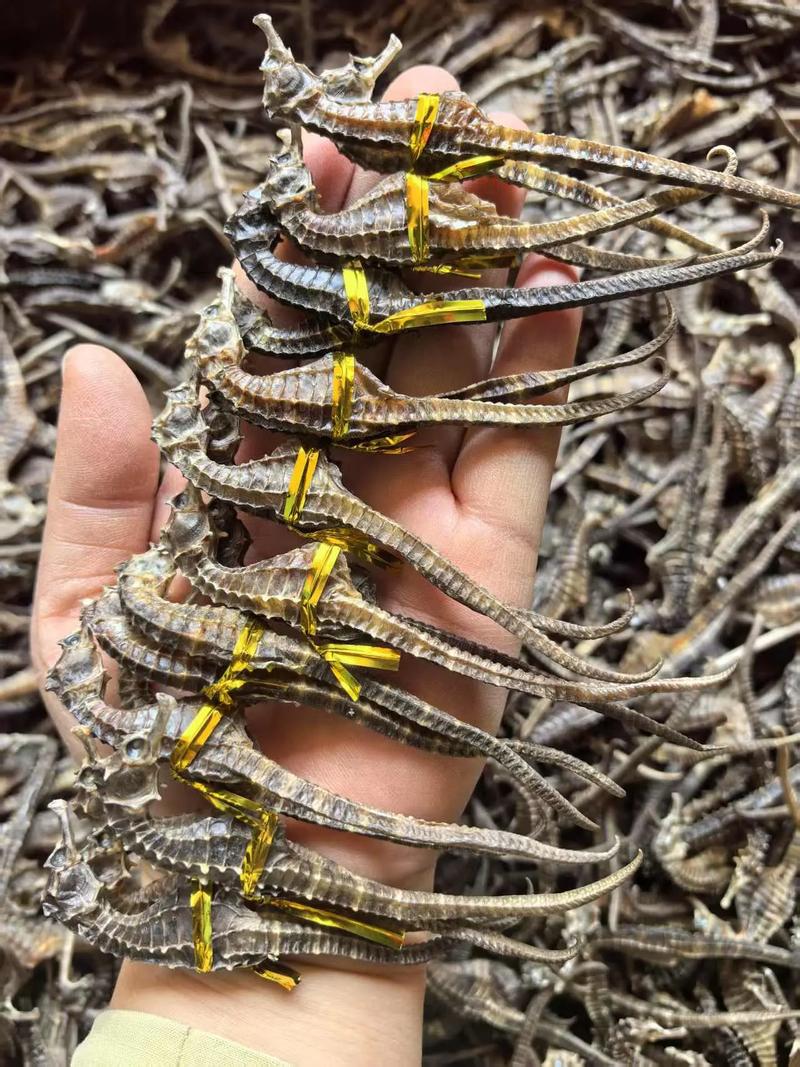 海马养殖方法及注意事项有哪些？-第1张图片-宁夏农业信息网