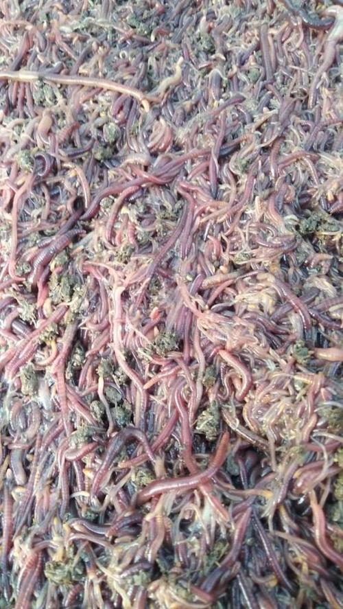 哪些蚯蚓品种能入药?-第2张图片-宁夏农业信息网 哪些蚯蚓品种能入药?-第2张图片-宁夏农业信息网