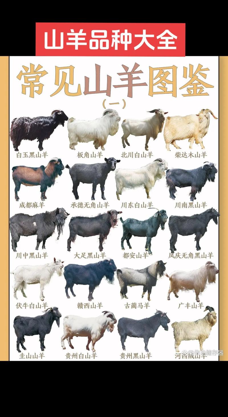 农村养羊选什么品种最合适？-第1张图片-宁夏农业信息网