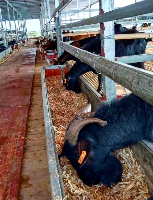 农村养羊选什么品种最合适？-第3张图片-宁夏农业信息网