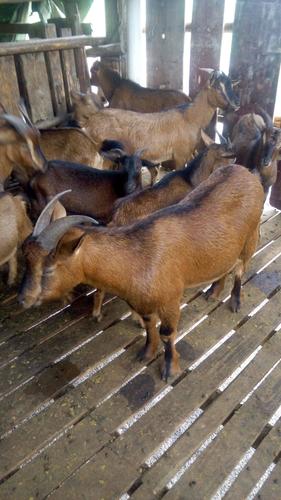 农村养羊选什么品种最合适？-第2张图片-宁夏农业信息网