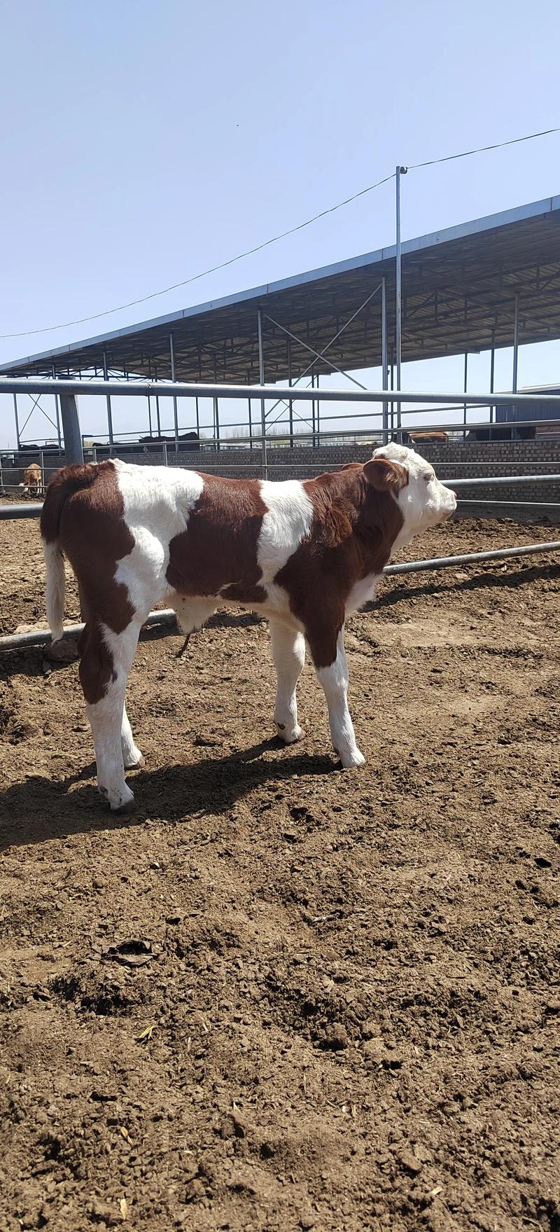 新手养牛选什么品种最合适?-第1张图片-宁夏农业信息网 新手养牛选什么品种最合适?-第1张图片-宁夏农业信息网