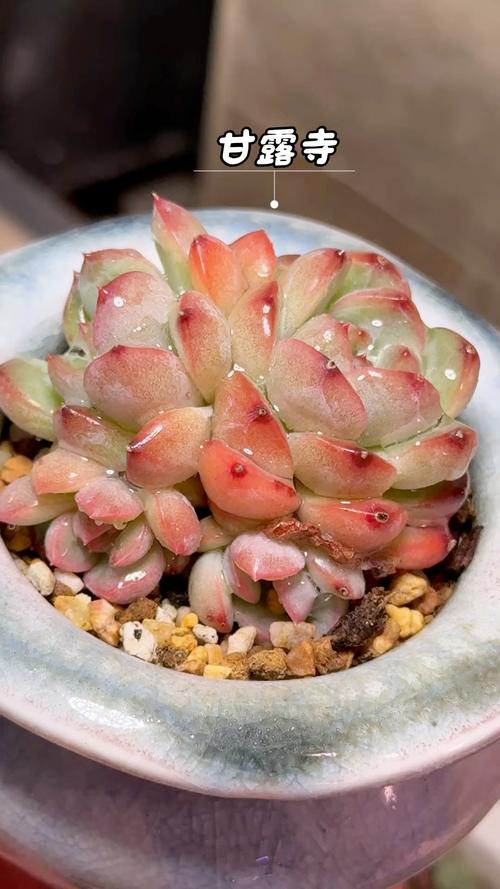 家庭小型养殖选什么品种合适？-第3张图片-宁夏农业信息网