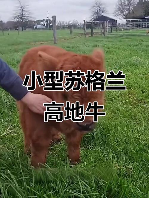 家庭小型养殖选什么品种合适？-第2张图片-宁夏农业信息网