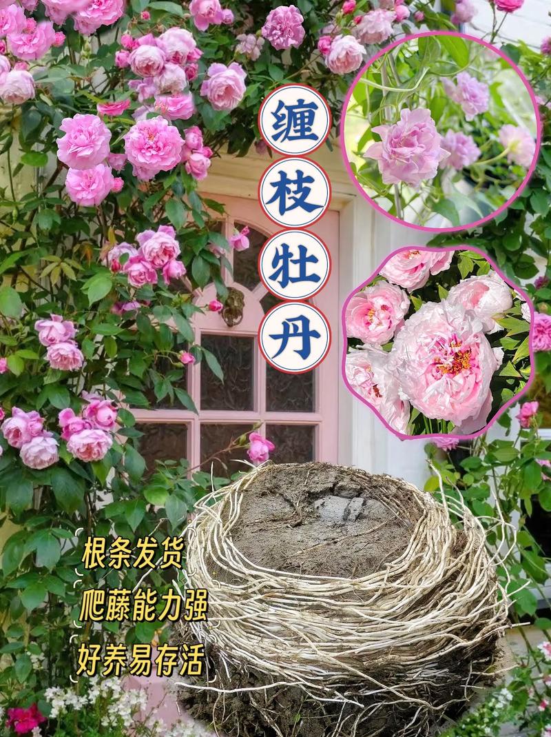 缠枝牡丹怎么种?视频教你方法!-第1张图片-宁夏农业信息网 缠枝牡丹怎么种?视频教你方法!-第1张图片-宁夏农业信息网